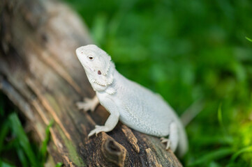bearded dragon on ground with blur background