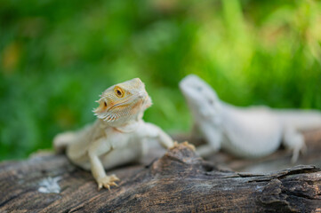 bearded dragon on ground with blur background