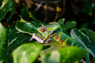 chameleon with blur background, predator