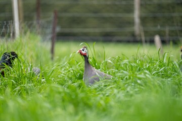 Chickens, hens and chooks, grazing and eating grass, on a free range, organic farm, in a country hen house, on a farm and ranch in Australia.