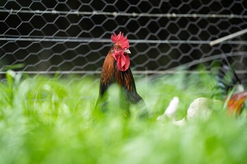 Chickens, hens and chooks, grazing and eating grass, on a free range, organic farm, in a country hen house, on a farm and ranch in Australia. © Phoebe