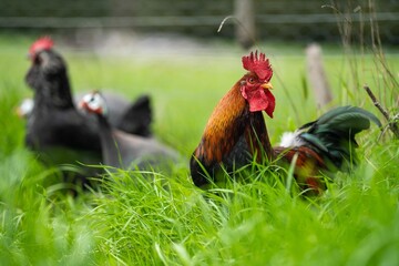 Chickens, hens and chooks, grazing and eating grass, on a free range, organic farm, in a country hen house, on a farm and ranch in Australia. © Phoebe
