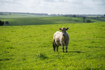 Obraz premium cows and cattle stud organic and regenerative agriculture