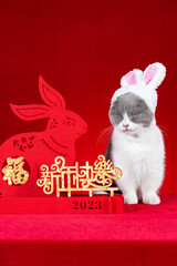 a cute cat wears a hat with rabbit ears nearby a Chinese New Year of Rabbit mascot paper cut translation of the Chinese are fortune and happy Chinese New Year no logo no trademark