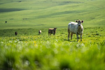 cows and cattle stud organic and regenerative agriculture