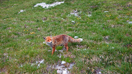 fox in the field