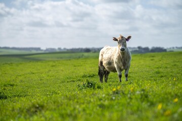 cows in a field in Australia