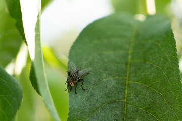 fly on leaf