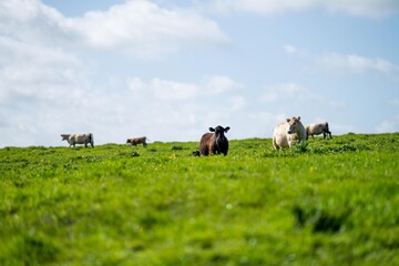 cattle and cows in a field on outback australia