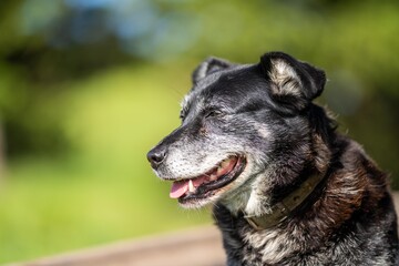 Beautiful Dogs on a farm 