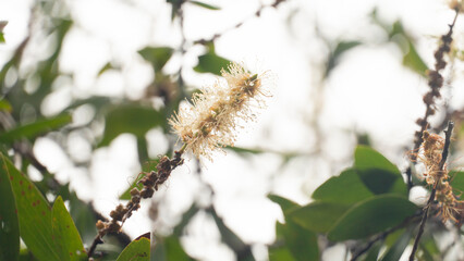 White flower pollen that raises a beautiful bouquet of Melaleuca quinquenervia flower. Blurred background of green leaves and branches under bright sky.