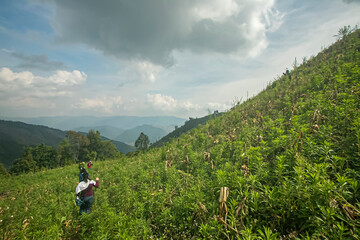 View of the nature trail on the mountain in Thailand