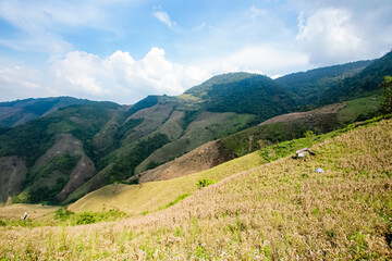 Obraz premium View of the nature trail on the mountain in Thailand