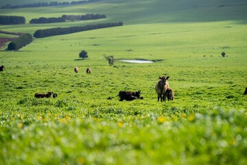 cows and cattle stud organic and regenerative agriculture