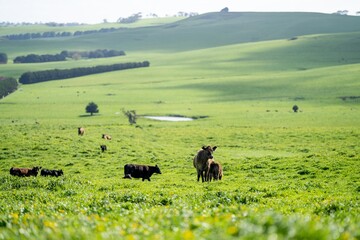 angus and wagyu stud cows and bulls on a farm