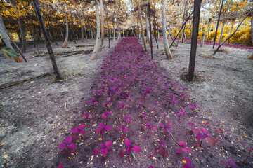 A ground surface with a long bed planted with lilac Amaranth seedlings surrounded by taller vegetable crops and plants in the tropical setting of the Maldives island Thoddoo; a wide-angle shot