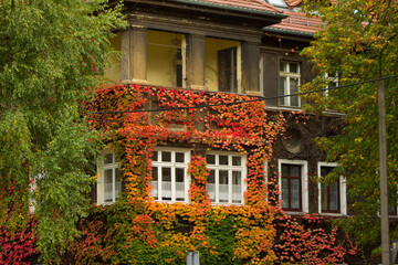 Fototapeta na wymiar Beautiful house with ivy. Background.