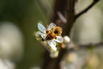 bee on a flower