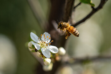 bee on a flower