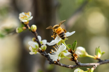 bee on a flower