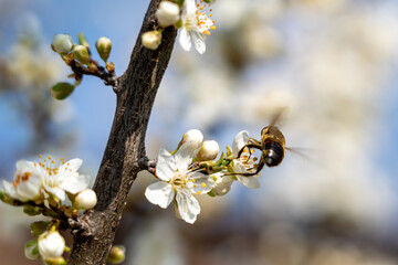 bee on a flower