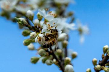 bee on a flower
