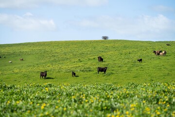 beautiful cows and cattle grazing on pasture in spring in asia