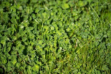 pasture and grass growing on a regenerative agriculture farm