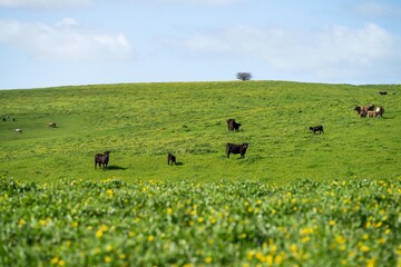 beautiful cows and cattle grazing on pasture in spring in asia