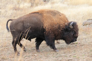 buffalo walking away
