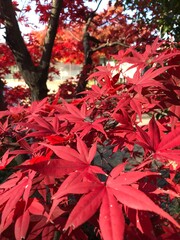 紅葉