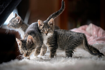 Trzy kociaki w domu na kanapie - obrazy, fototapety, plakaty