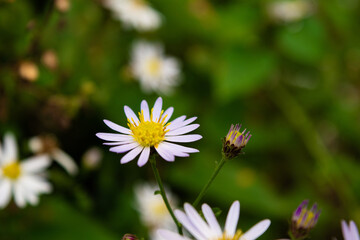 pale purple flowers of aster microcephalus var. ovatus 10