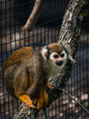 Squirrel Monkey