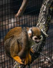 Squirrel Monkey in Zoo