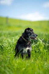 sheep kelpie dogs on a ranch and farm in australia