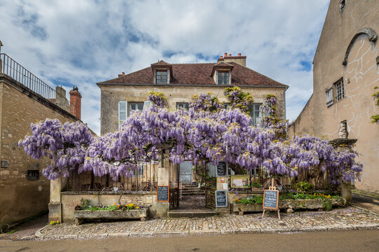 Vezelay France May 17th 2013: Restaurant covered in wisteria in the beautiful town of Vezelay, Burgundy