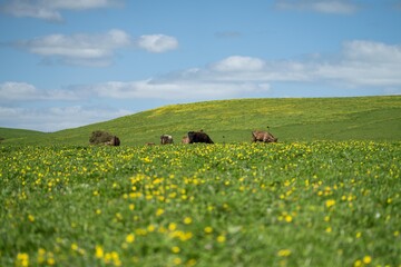 pasture and grass in a paddock on a regenerative organic flowers in a field