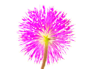 Fresh pink mimosa flowers isolated on a white background.