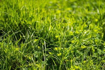 green pasture and capeweed grasses on a regnerative organic farm