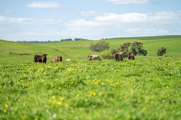 carbon stored by grass and pasture in a carbon sink in australia