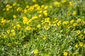 pasture and grass in a paddock on a regenerative organic flowers in a field