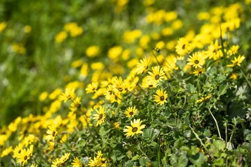 Fototapeta premium carbon stored by grass and pasture in a carbon sink in australia
