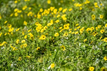 pasture and grass in a paddock on a regenerative organic flowers in a field