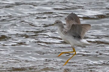 Greater Yellowlegs Shorebird Lands in a Shallow Mudflat