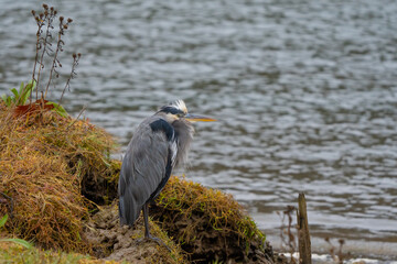 Great Blue Heron Tucks in Out of the Wind