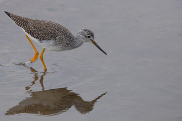 Greater Yellowlegs Shorebirds in a Shallow Mudflat