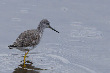 Greater Yellowlegs Shorebirds in a Shallow Mudflat
