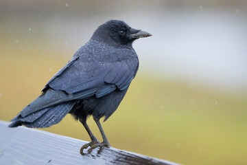 Fototapeta premium American Crow Perched in a Rainstorm