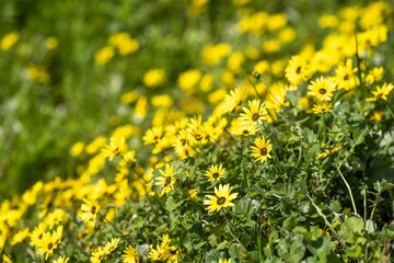 pasture and grass in a paddock on a regenerative organic flowers in a field